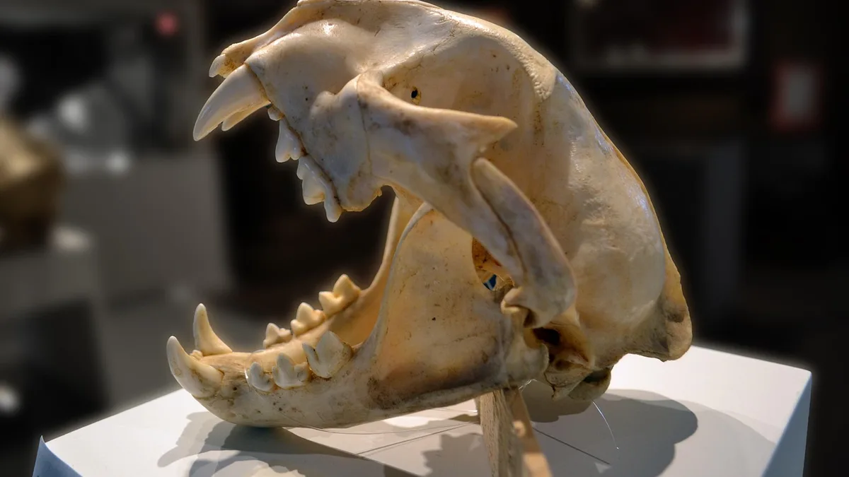 skull, puma, mountain lion, dead, teeth, cranium, socket, white, black, bone, creepy, rodent, skeleton, animal, canine, head, cheek, decay, disgust, disgusting, eye, fear, gross, hard, jaw, joint, lotor, mandible, mortal, nature, mortality, plate, procyon, science, specimen, suture, tooth, cat, art, digital, painting, light, lighting, brown mountain, brown science, brown lion, brown eye, brown digital, pet, brown painting, brown death, brown fear, brown skull, brown paint, brown teeth